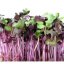 ŘEDKVIČKA CHINA ROSE -BIO SEMÍNKA NA KLÍČENÍ 20 g