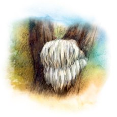 YaoMedica Hericium 50 ml