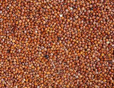 Quinoa červená BIO 3 kg