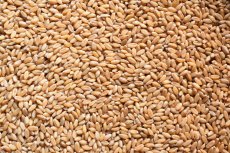 Jednozrnka BIO 3 kg Jednozrnka BIO 3 kg