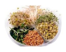 JEMNÁ SMĚS - SEMÍNKA NA KLÍČENÍ 20 g JEMNÁ SMĚS - SEMÍNKA NA KLÍČENÍ 20 g