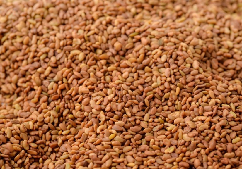 Alfalfa semínka Bio 3 kg