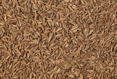 Kmín celý Bio 3 kg Kmín celý Bio 3 kg