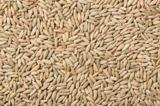 Žito BIO 3 kg Žito BIO 3 kg