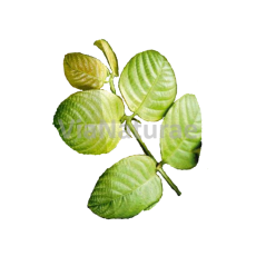 VILCACORA MLETÁ KŮRA 90 g