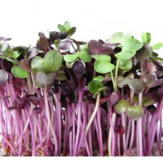 ŘEDKVIČKA RED PURPLE 100g - SEMÍNKA NA KLÍČENÍ 100 g
