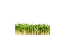 ŘEŘICHA - BIO SEMÍNKA NA KLÍČENÍ 20 g