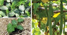 Eatgreen Lufa pro univerzální použití (1 ks) - 100% přírodní a rozložitelná