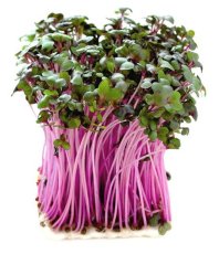 Biomiska ČERVENÉ ZELÍ - semínka na klíčení 10 g Biomiska ČERVENÉ ZELÍ - semínka na klíčení 10 g