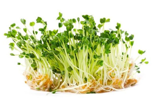 RUKOLA - SEMÍNKA NA KLÍČENÍ 100 g