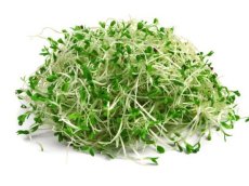 Alfalfa vojtěška (lucerna setá) - semínka na klíčení 20 g